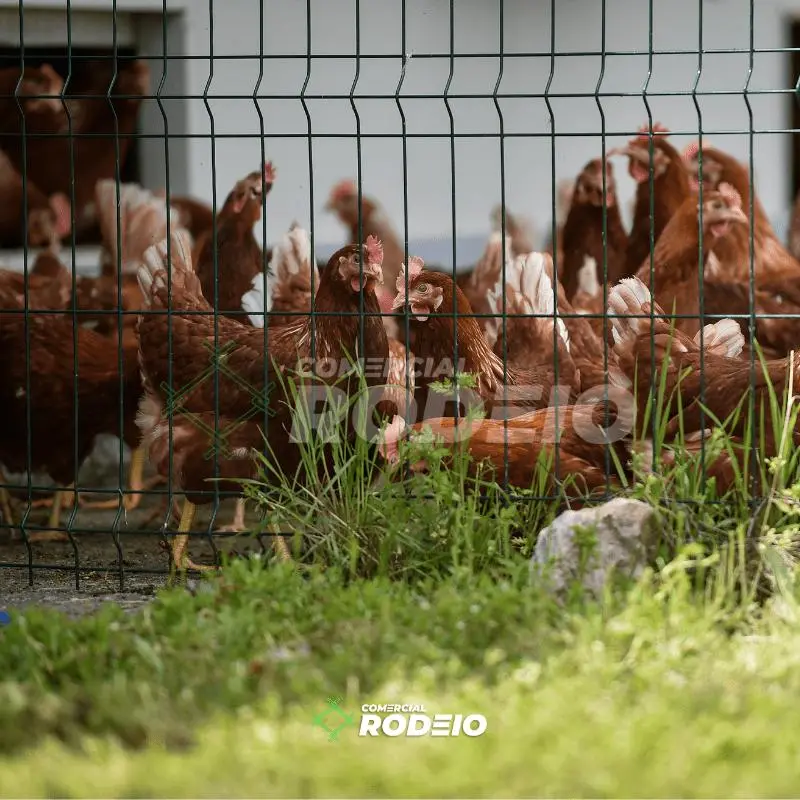 Imagem ilustrativa de Telas soldadas para viveiros de pássaros